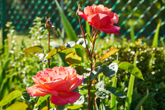 różowe róże © Marcin Łazarczyk