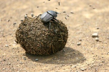 Dung Beetle and dung ball, Kruger National park, 