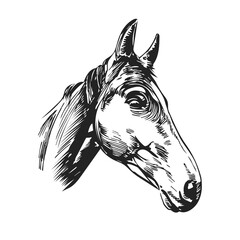 Hand drawn head horse. Art sketch for design. Vector
