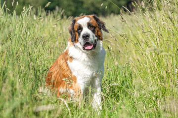 Portrait of a beautiful saint bernard dog on a meadow in summer outdoors