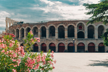 Obraz premium Pink oleander flowers and blurred amazing view of Verona Arena in a blue sky. A Roman amphitheatre in Piazza Bra, Verona, Italy.