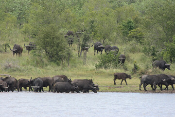 African buffalo, Kruger National Park, South Africa