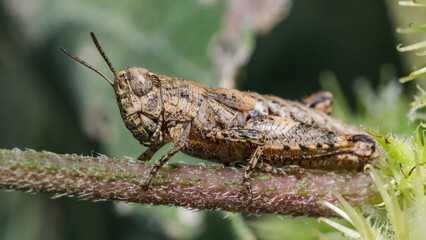 grasshopper 41