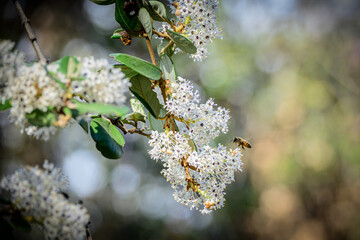 Bee on flowering plant
