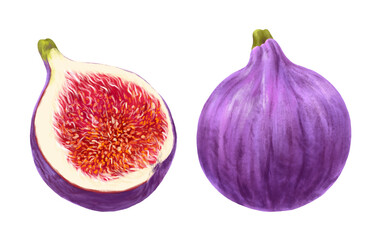 Fototapeta premium Figs whole and cut in half. Isolated on a white background.Hand-drawn illustration.