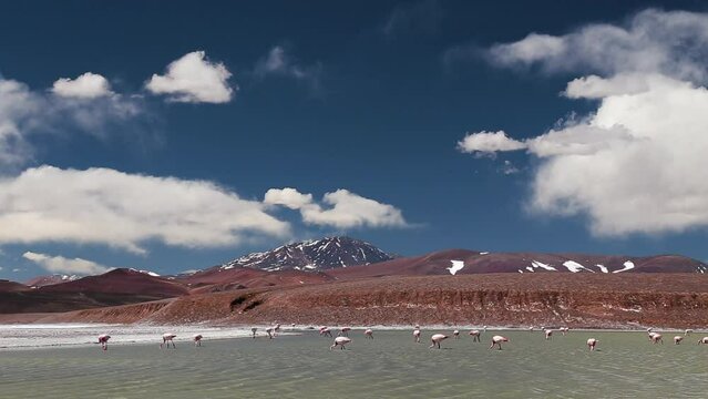 Alpine landscape. View of a group of flamingos, Phoenicoparrus andinus, feeding in Laguna brava in La Rioja, Argentina. View of the birds,  lake and Andes mountains under a beautiful sky. 