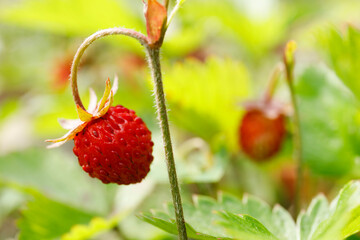 Close-up, ripe wild strawberry in the forest.