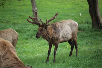 An elk in the wilderness on a late spring day in Nebraska