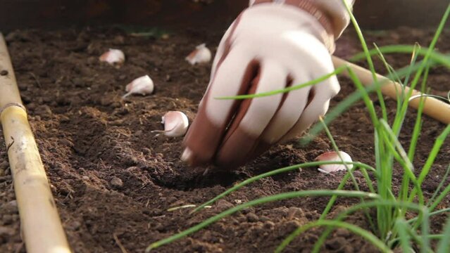 Agriculture and food. Closeup view of a gardener's hands planting garlic in the soil of the house orchard. 