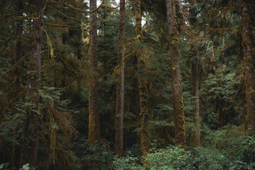 Old growth forests in British Columbia, Canada