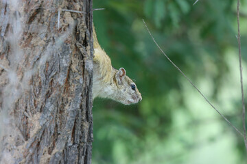 Smith's Bush Squirrel or Tree Squirrel, Kruger National Park, South Africa