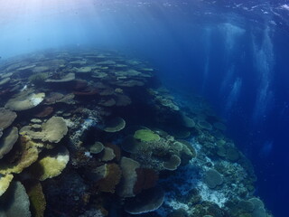 Fototapeta na wymiar table coral scenery underwater tropical waters for scuba divers to see