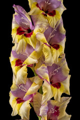 Macro detail of the flowers of a yellow pink and red gladiolus isolated on black