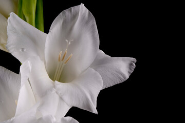 Macro detail of the flowers of a white gladiolus isolated on black