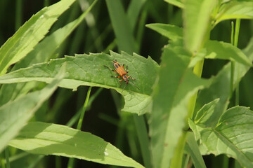 beauty in nature, no people