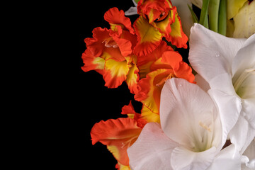 Macro detail of the flowers of white yellow and red gladiolus isolated on black