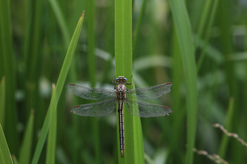 Dragonfly sits in the reeds on the lake