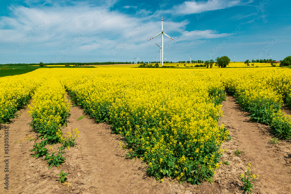 Wall mural Yellow rapeseed field and wind turbines in the countryside.