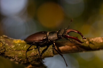 deer beetle on a branch