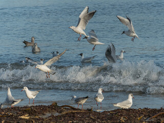 black-headed gull at seashore in spring in spain chroicocephalus ridibundus