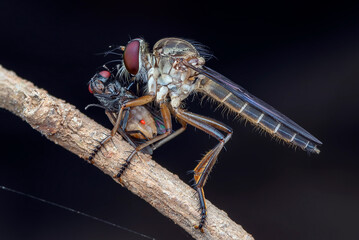 Robberfly eating its prey on a tree branch