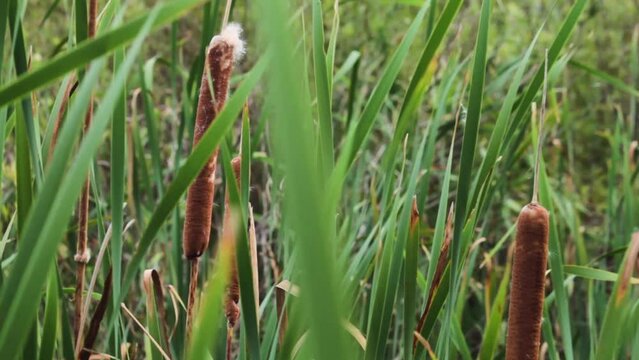 Wetland. Closeup view of the tall reeds in the riverbank, waving with the wind.