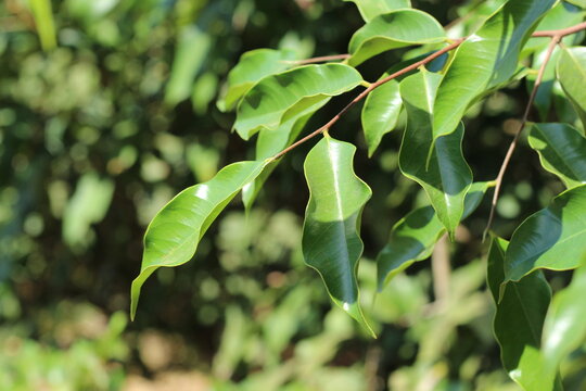 Tropical agarwood leaf