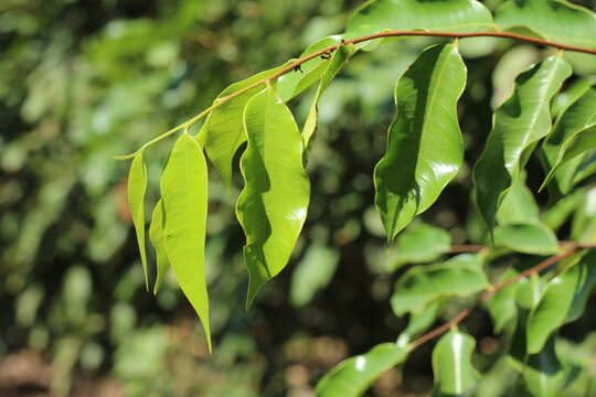 Tropical agarwood leaf