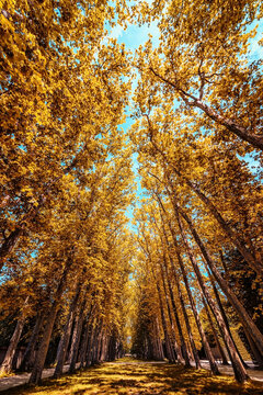 Look up into the forest in autumn