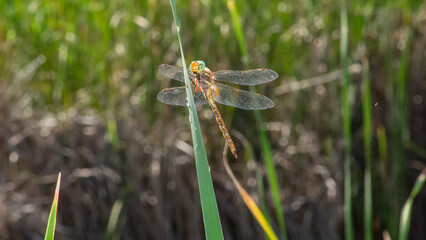dragonfly 128