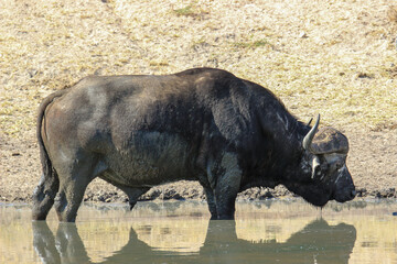 African Buffalo Bull, Kruger National Park, South Africa