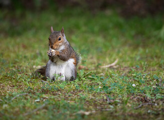 squirrel eating a nut