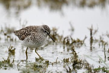 Bruchwasserläufer // Wood sandpiper (Tringa glareola)