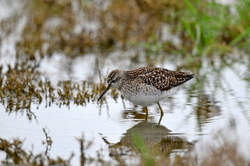 Bruchwasserläufer // Wood sandpiper (Tringa glareola)