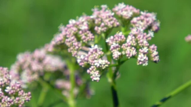 valerian setwell flowers