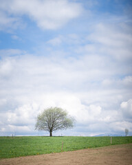 Fototapeta na wymiar Solitary tree on countryside field with blue skies and some clouds behind it, vertical Europe