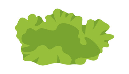 Lettuce organic food. Vector illustration