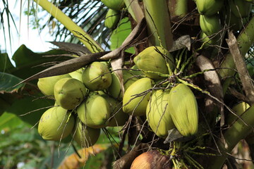 Coconut fruit