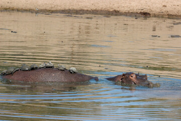 Fototapeta premium Hippopotamus with Serrated Hinged Terrapin on its back, Kruger National Park, South Africa