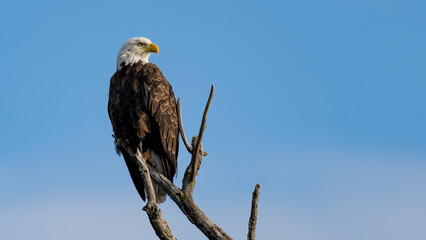 Perched Adult bald eagle on branch against a blue sky
