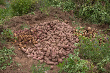 Planting potatoes in the Peruvian highlands