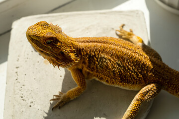 Bearded dragon in the sun on a stone