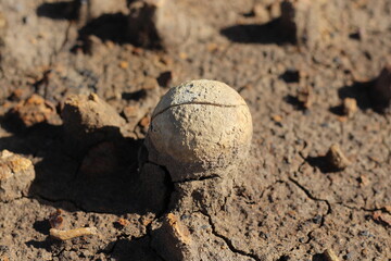 Fossils of a strange ancient marine animal shaped like an egg in a former coal mine excavation in South Kalimantan, Indonesia.