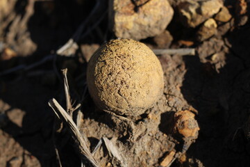 Fossils of a strange ancient marine animal shaped like an egg in a former coal mine excavation in South Kalimantan, Indonesia.