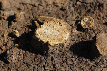 Ancient shell fossils in former coal mine excavations © Hafizah