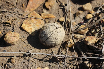 Fossils of a strange ancient marine animal shaped like an egg in a former coal mine excavation in South Kalimantan, Indonesia.