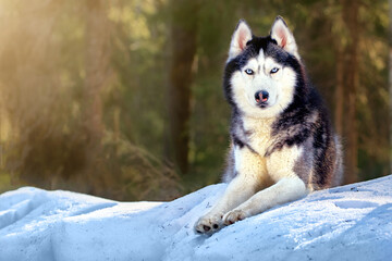 Cute siberian husky dog lies on the snow in winter forest. Sunny portrait of cute husky dog.