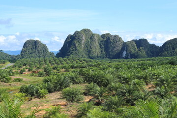 Fototapeta na wymiar Oil palm plantations in South Kalimantan, Indonesia.