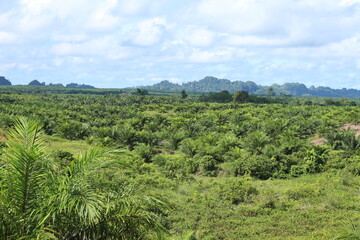 Fototapeta na wymiar Oil palm plantations in South Kalimantan, Indonesia.