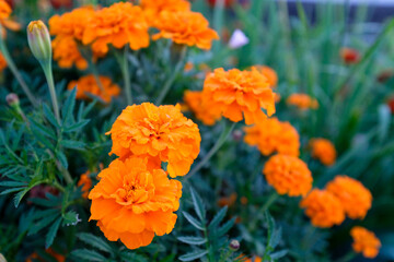 Field with tagetes. Background from orange marigold flowers. Bright french marigolds for publication, poster, calendar, post, screensaver, wallpaper, postcard, banner, cover, website. High quality